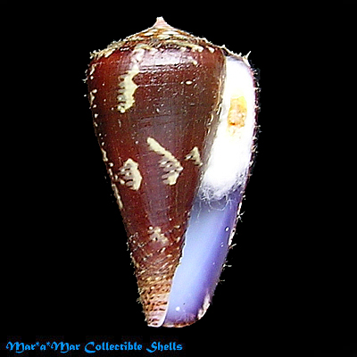Conus purpurascens Sowerby (I) in Sowerby (II), 1833