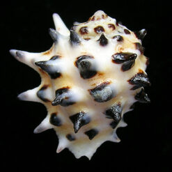 Alternative view of Drupa ricinus arachnoides Lamarck, 1816