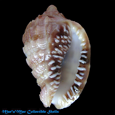 Morum matthewsi Emerson, 1967