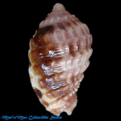 Morum matthewsi Emerson, 1967 - Image 2