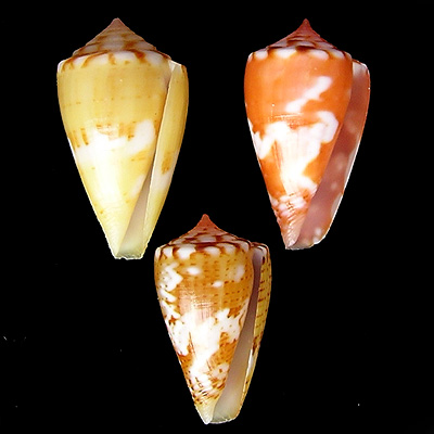 Conus mauricioi Coltro, 2004