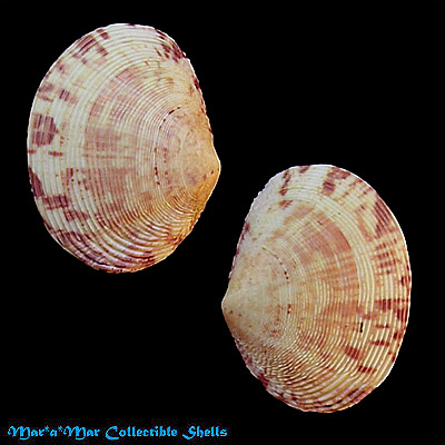 Semele formosa (Sowerby, 1833