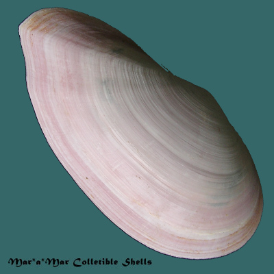 Sanguinolaria cruenta (Lightfoot, 1786)