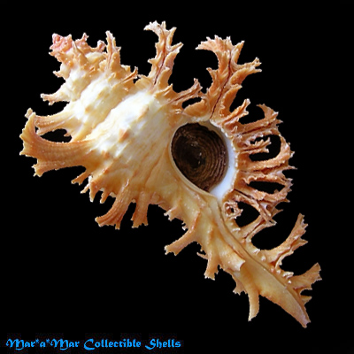 Chicoreus spectrum (Reeve, 1846)