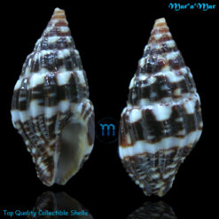 Anachis coseli Diaz & Mittnacht, 1989*