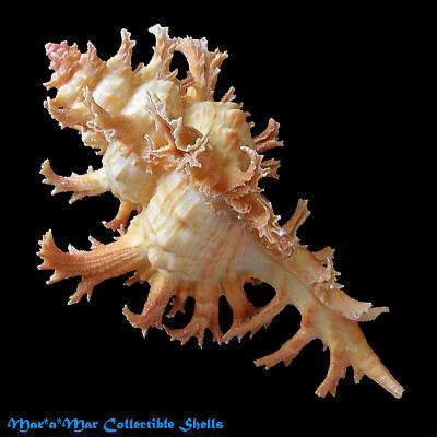 Chicoreus spectrum (Reeve, 1846) - Image 2