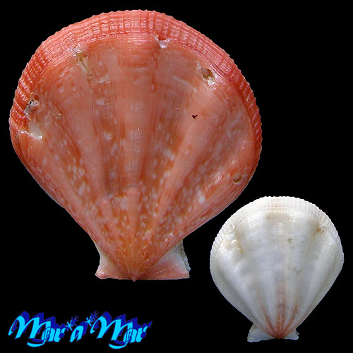 Pseudamussium clavatum (dumasii form) (Poli, 1795)