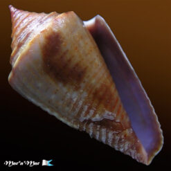 Jaspidiconus simonei Petuch & Myers, 2014