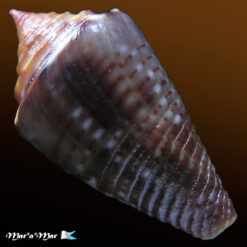 Alternative view of Jaspidiconus simonei Petuch & Myers, 2014