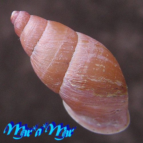 Macrodontes dautzenbergianus Pilsbry, 1898 - Imagem 2