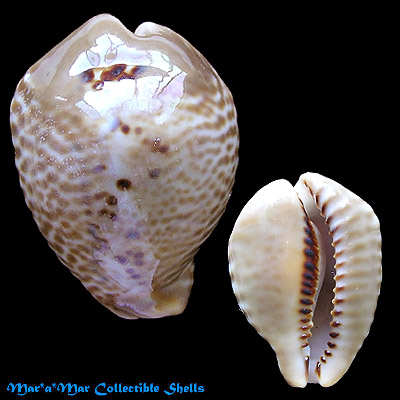 Cypraea (Muracypraea) mus mus Linnaeus, 1758