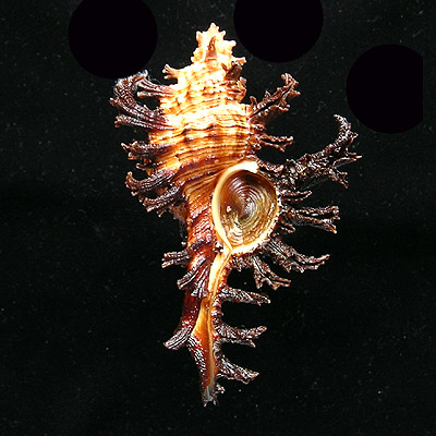 Chicoreus spectrum (Reeve, 1846)