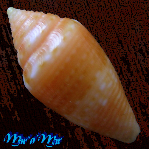 Alternative view of Conus damasoi Consignani, 2007