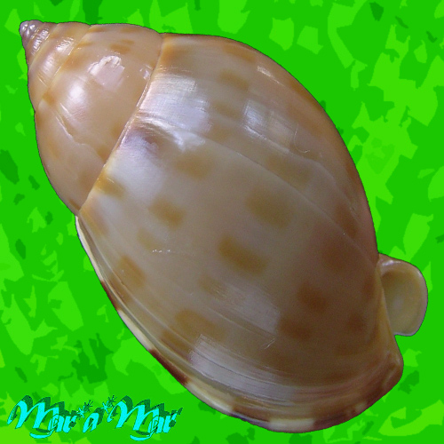 Casmaria atlantica Clench, 1944 - Imagem 2