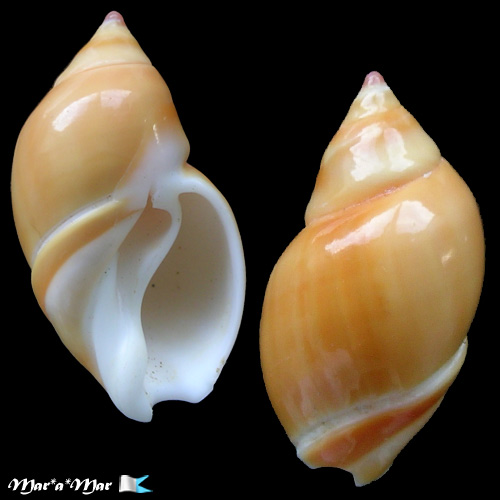 Eburna lienardi (Bernardi, 1821)