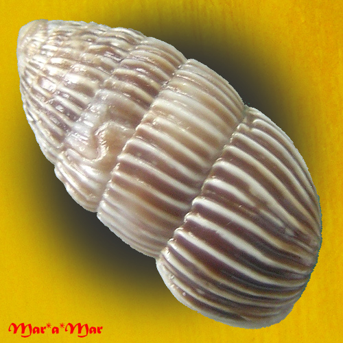 Alternative view of Cerion sp.