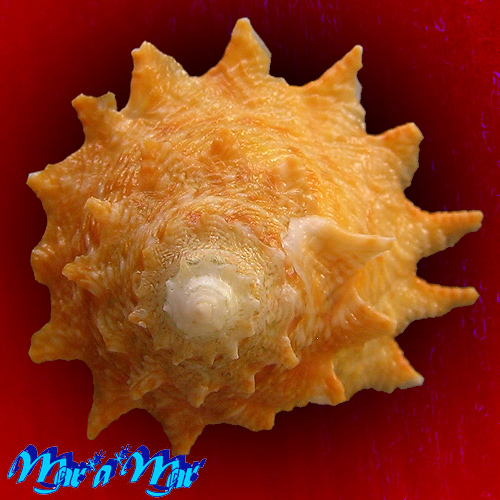 Astraea latispina (Philippi, 1844)