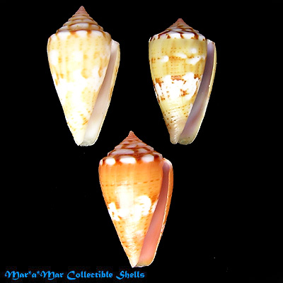 Conus mauricioi Coltro, 2004