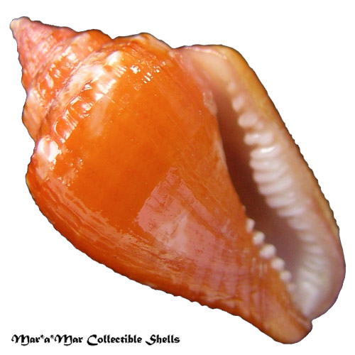 Columbella mercatoria (Linnaeus, 1758)