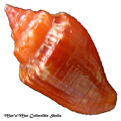 Columbella mercatoria (Linnaeus, 1758) - Imagem 2