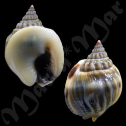 Nassarius bimaculosus (A. Adams, 1852)