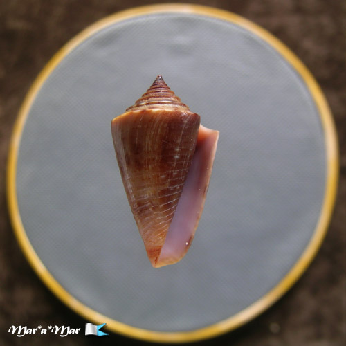 Jaspidiconus simonei Petuch & Myers, 2014