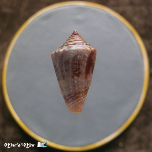 Jaspidiconus simonei Petuch & Myers, 2014 - Imagem 2