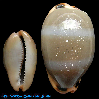 Cypraea (Luria) lurida pulchroides Alvarado & Alvarez, 1964