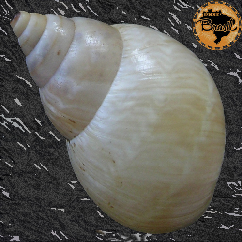 Orthalicus pulchellus (Spix, 1827) ALBINISTIC - Image 2