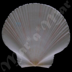Pecten ziczac (Linnaeus, 1758)