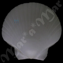 Pecten ziczac (Linnaeus, 1758) - Imagem 2