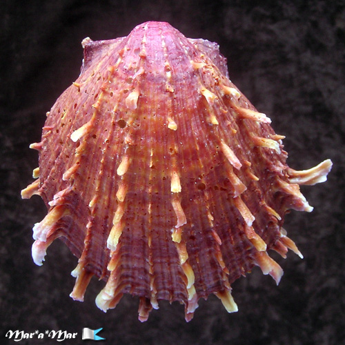 Spondylus senegalensis Schreibers, 1793