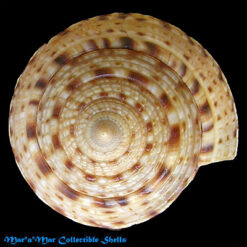 Architectonica nobilis Röding, 1798