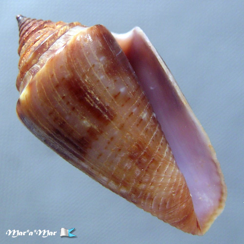 Jaspidiconus simonei Petuch & Myers, 2014