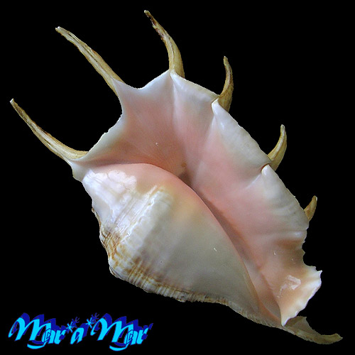 Lambis lambis (Linnaeus, 1758)