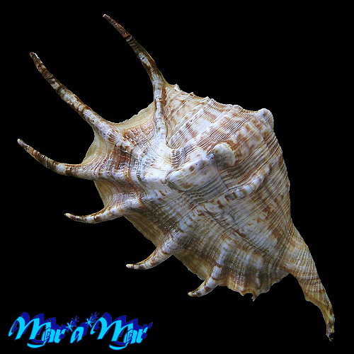 Alternative view of Lambis lambis (Linnaeus, 1758)