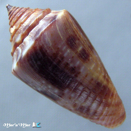 Jaspidiconus simonei Petuch & Myers, 2014 - Image 2