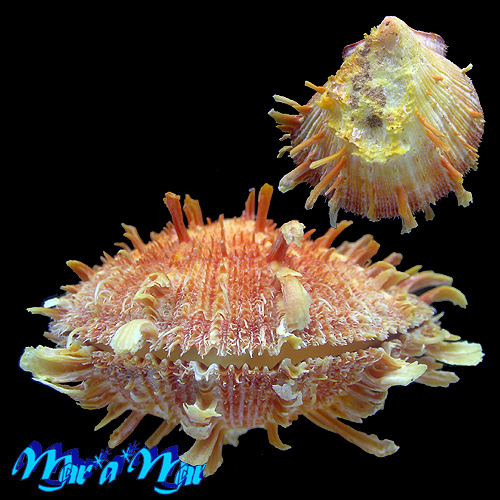 Alternative view of Spondylus ictericus Reeve, 1856