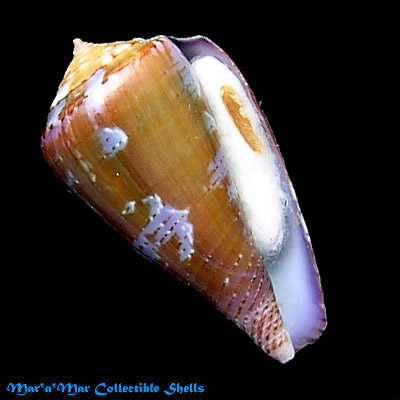 Conus purpurascens Sowerby (I) in Sowerby (II), 1833