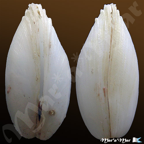 Botula sp. - Image 2