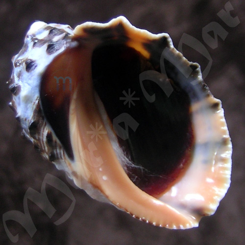 Purpura patula (Linné,1758)