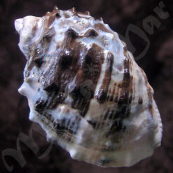 Purpura patula (Linné,1758) - Imagem 2
