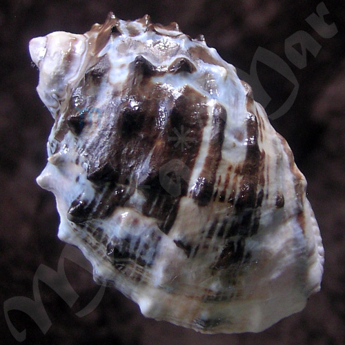 Purpura patula (Linné,1758) - Imagem 2