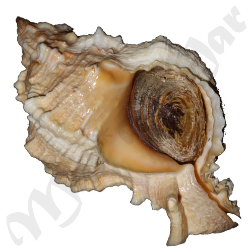 Phyllonotus globosus (Emmons, 1858)