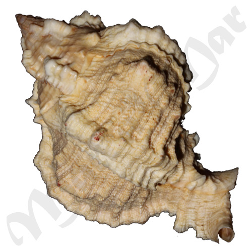 Phyllonotus globosus (Emmons, 1858) - Imagem 2