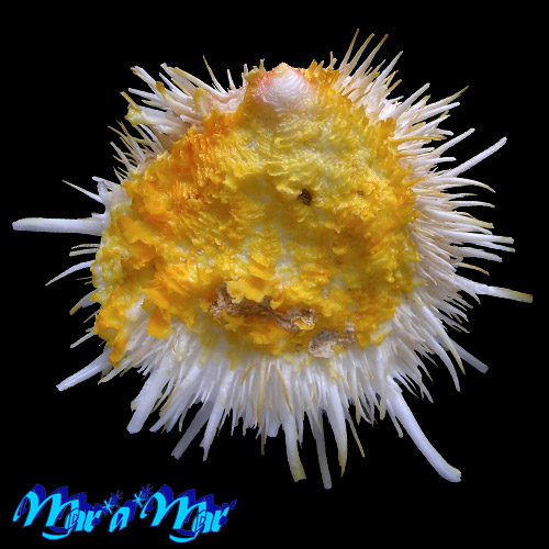 Spondylus aurispinae Damarco & Bologna, 2009 - Imagem 2