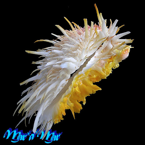 Spondylus aurispinae Damarco & Bologna, 2009 - Imagem 3