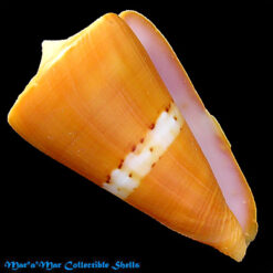 Conus worki Petuch, 1998