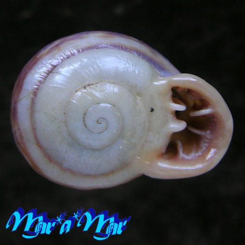 Anostoma rossi Weber, 1925 - Imagem 3