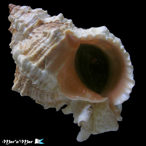 Phyllonotus globosus (Emmons, 1858)